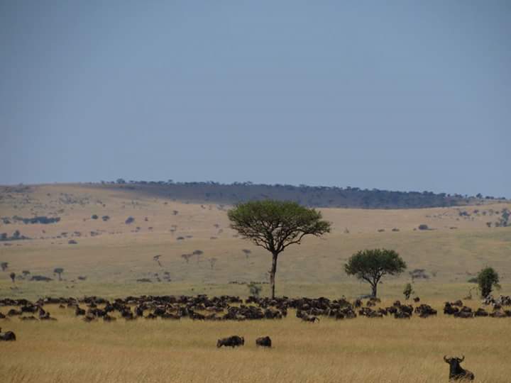 Wilderness Nature Safari  - 8 Days in Kenya 